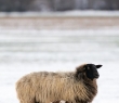 Farming_114