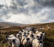 Farming_115