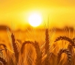 Farming_122