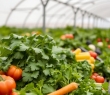 Farming_124