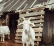 Farming_125